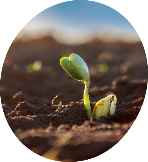 <h2>Generating carbon credits while <strong>restoring environments</strong></h2>

